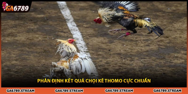Phân định kết quả và giải mã gà Thomo còn đá không cực chuẩn